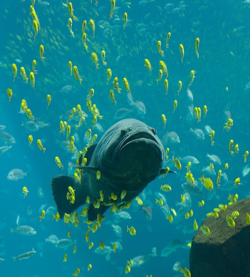 Tropical Reef Fish To Find While Snorkeling in Costa Rica